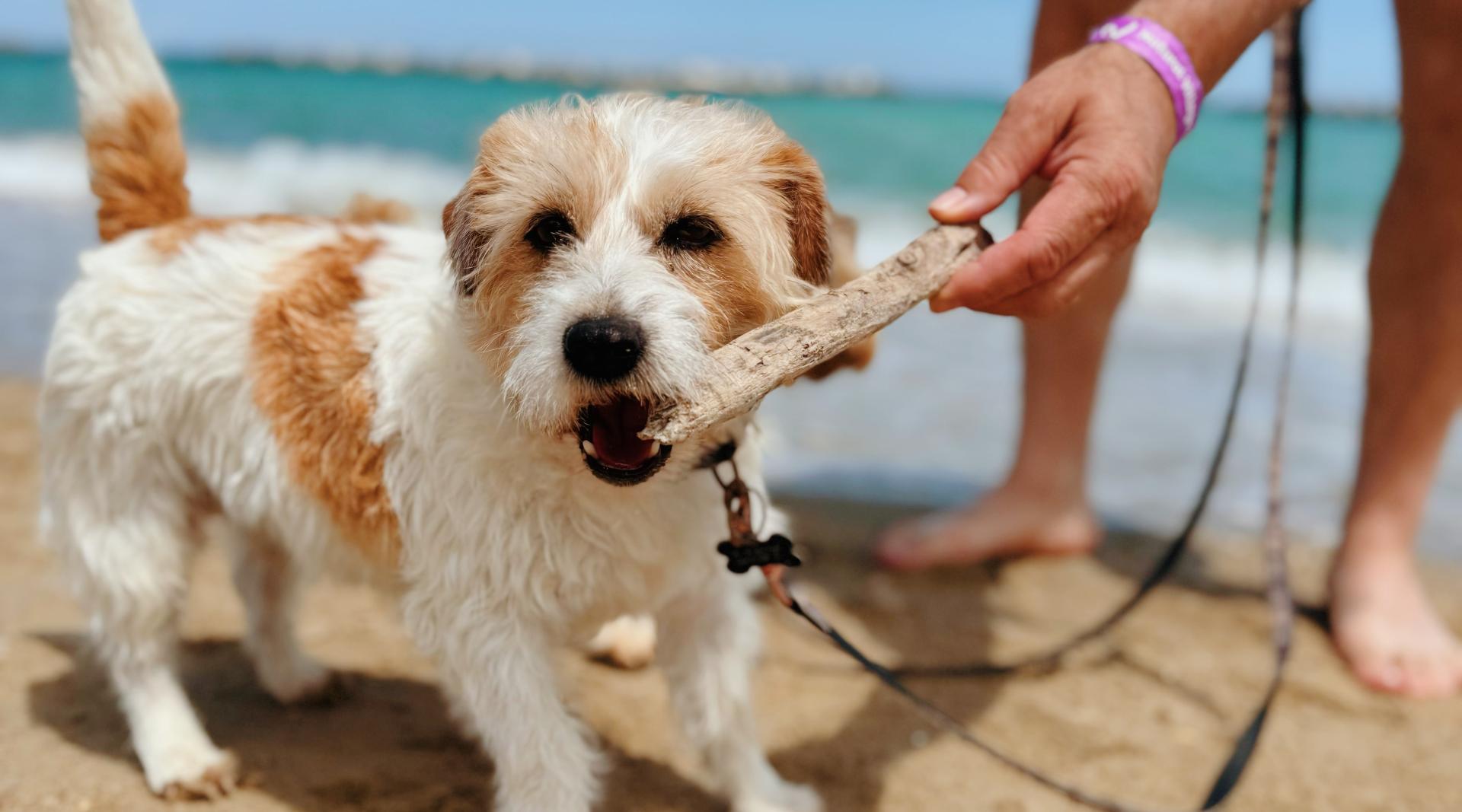 September and October on 4 Paws – Your Dog is Our Guest!