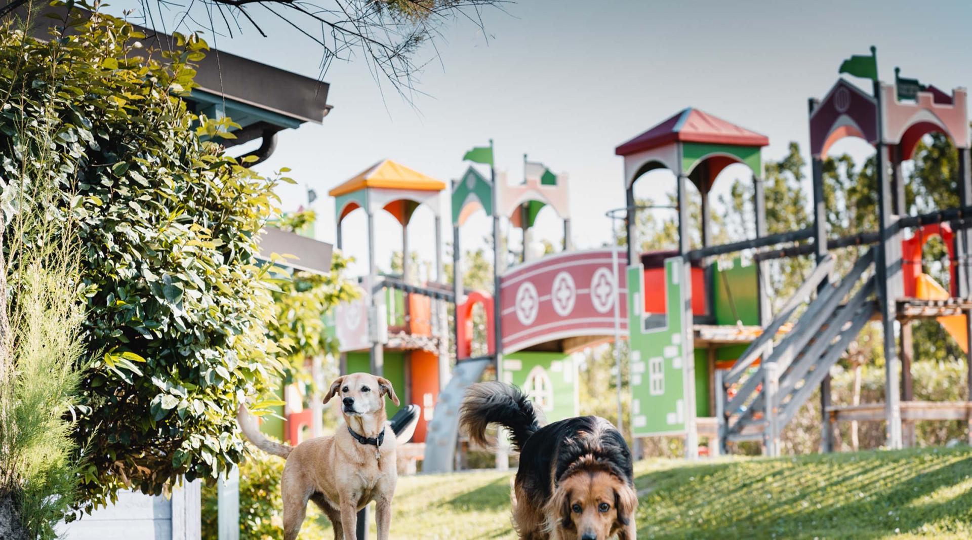 Vacanza Pet-Friendly: Il tuo cane è il benvenuto!