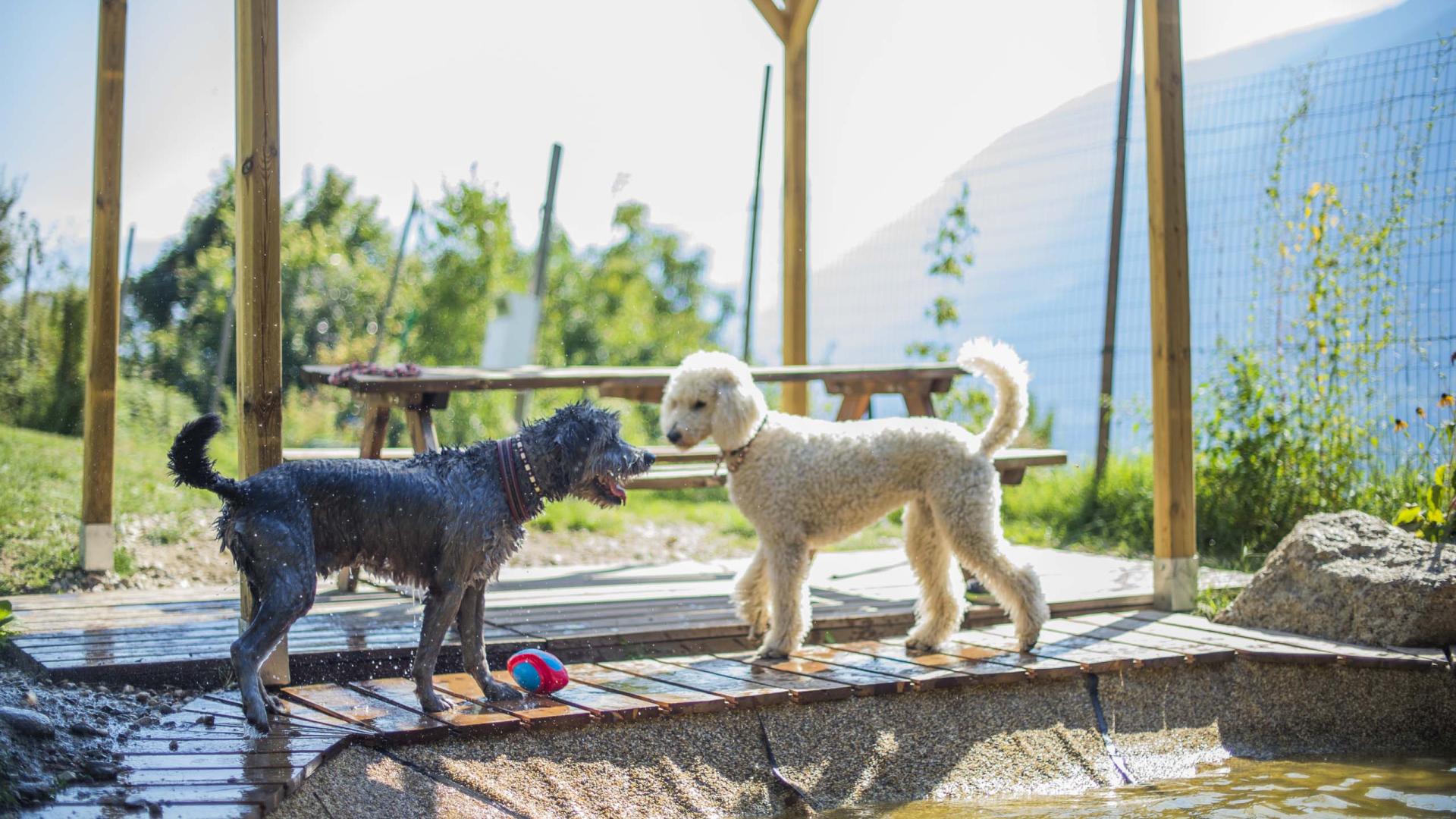 Hundepauschalwoche mit Sybille Aschwanden