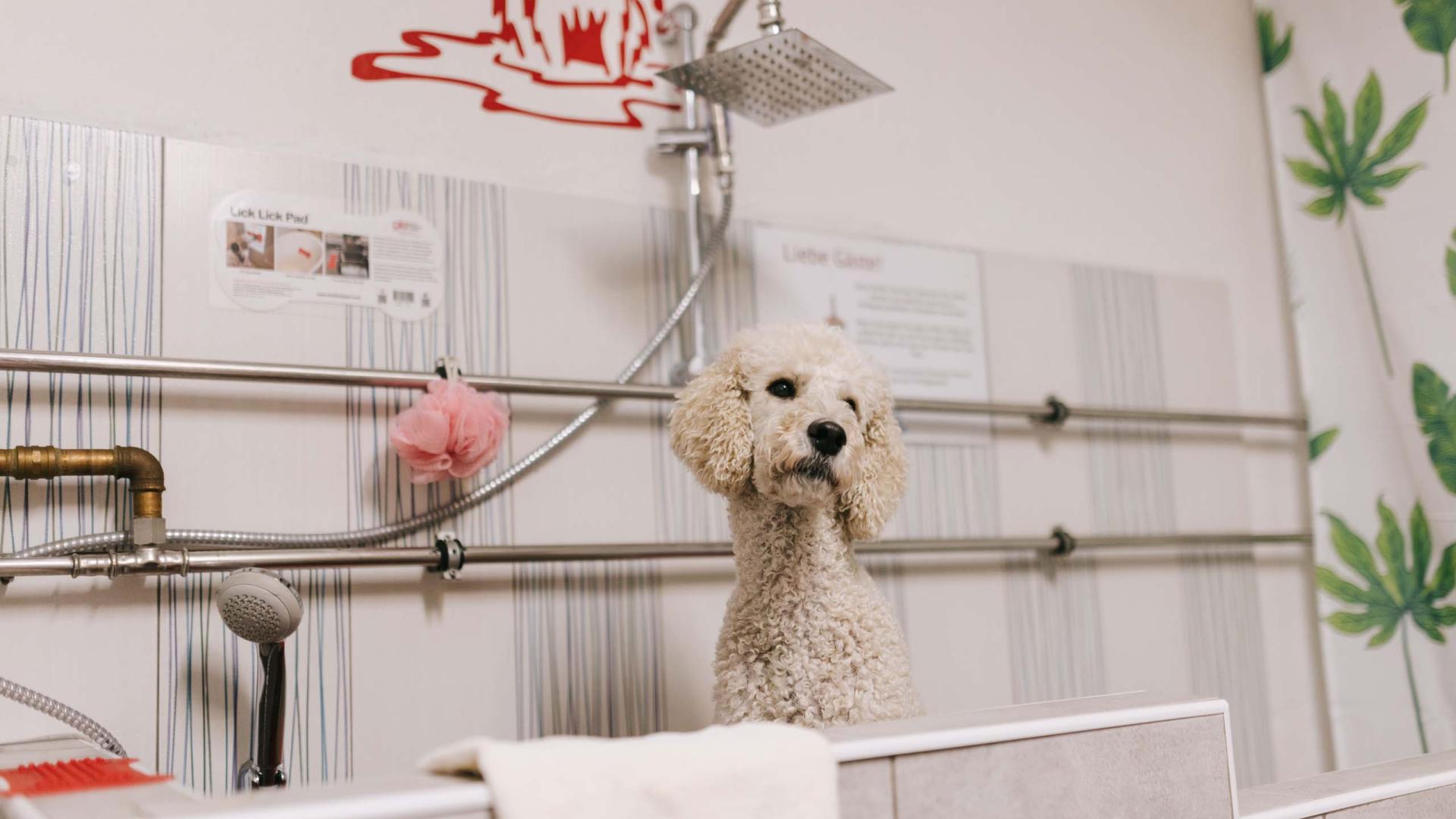 Groom your dog mit Gordon Groomerschule und Petra Schmieder