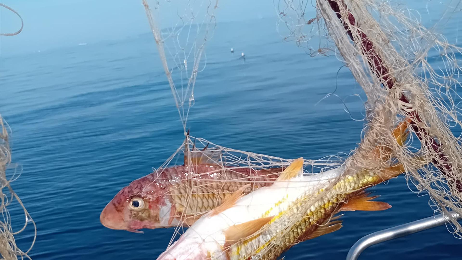 MARE & PESCA 