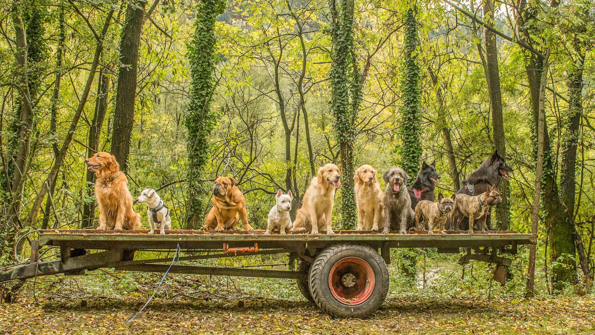 Vacanze autunnali a quattro zampe 7=6