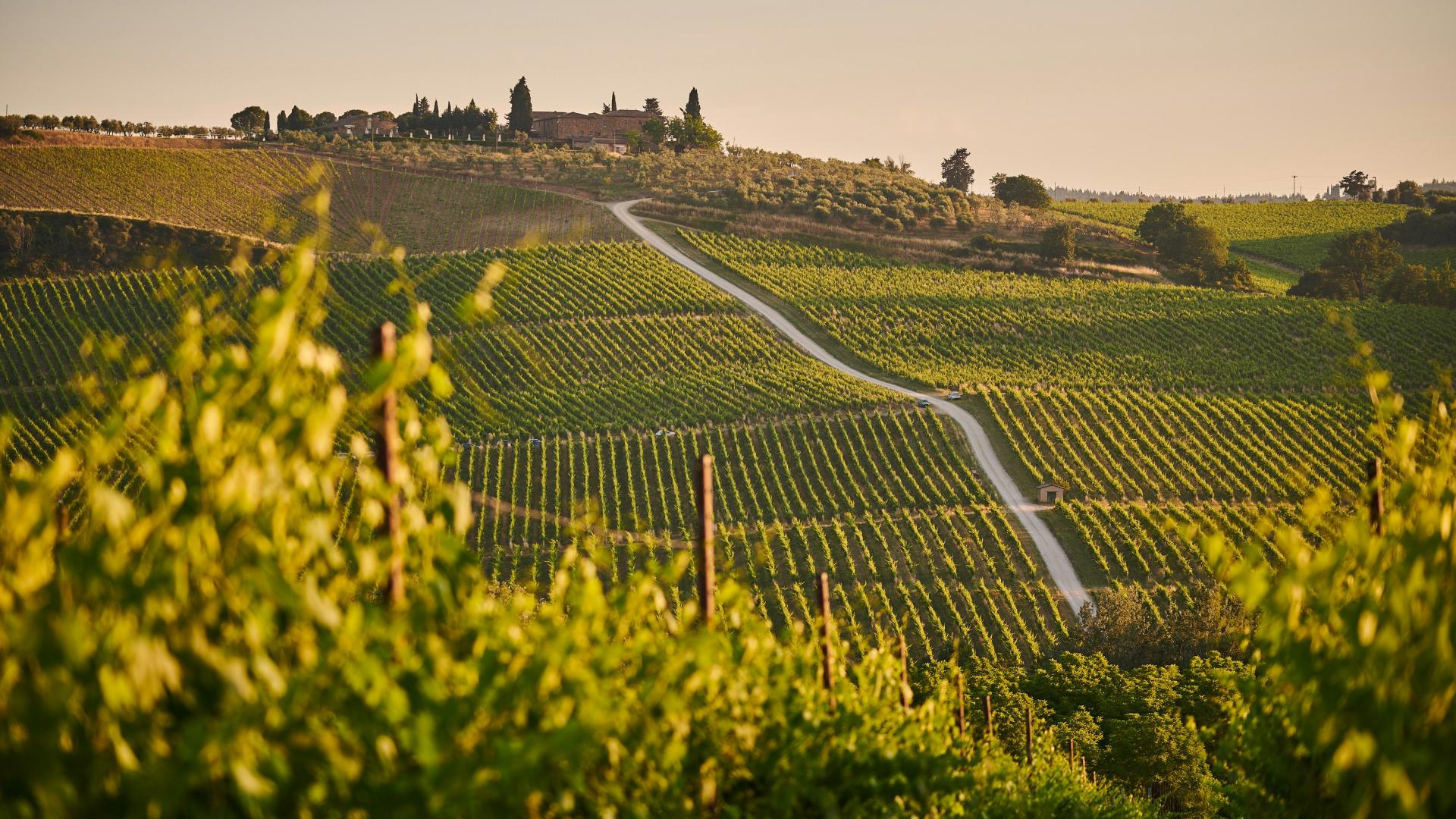 Profumi di Vendemmia – 5%
