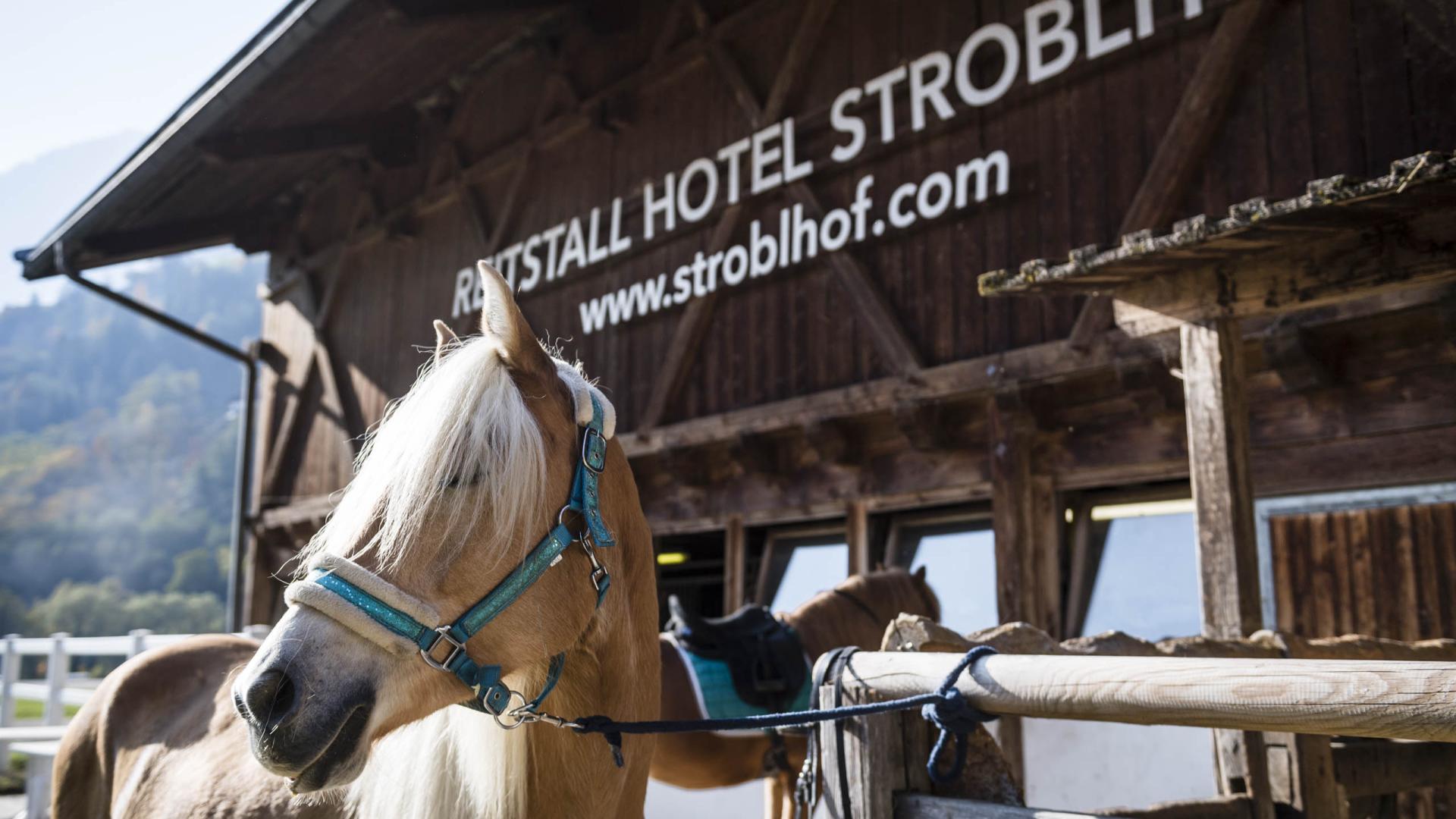 Ride & Relax: Ihr Reiturlaub im Stroblhof
