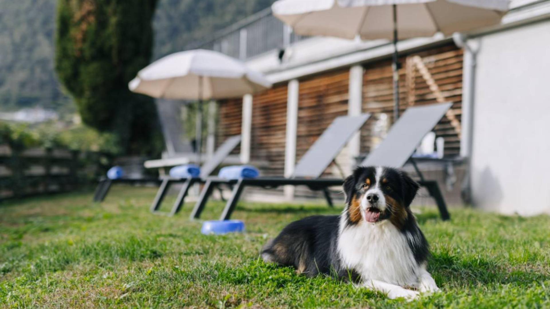 Juli-Special: Ihr Hund urlaubt kostenlos!