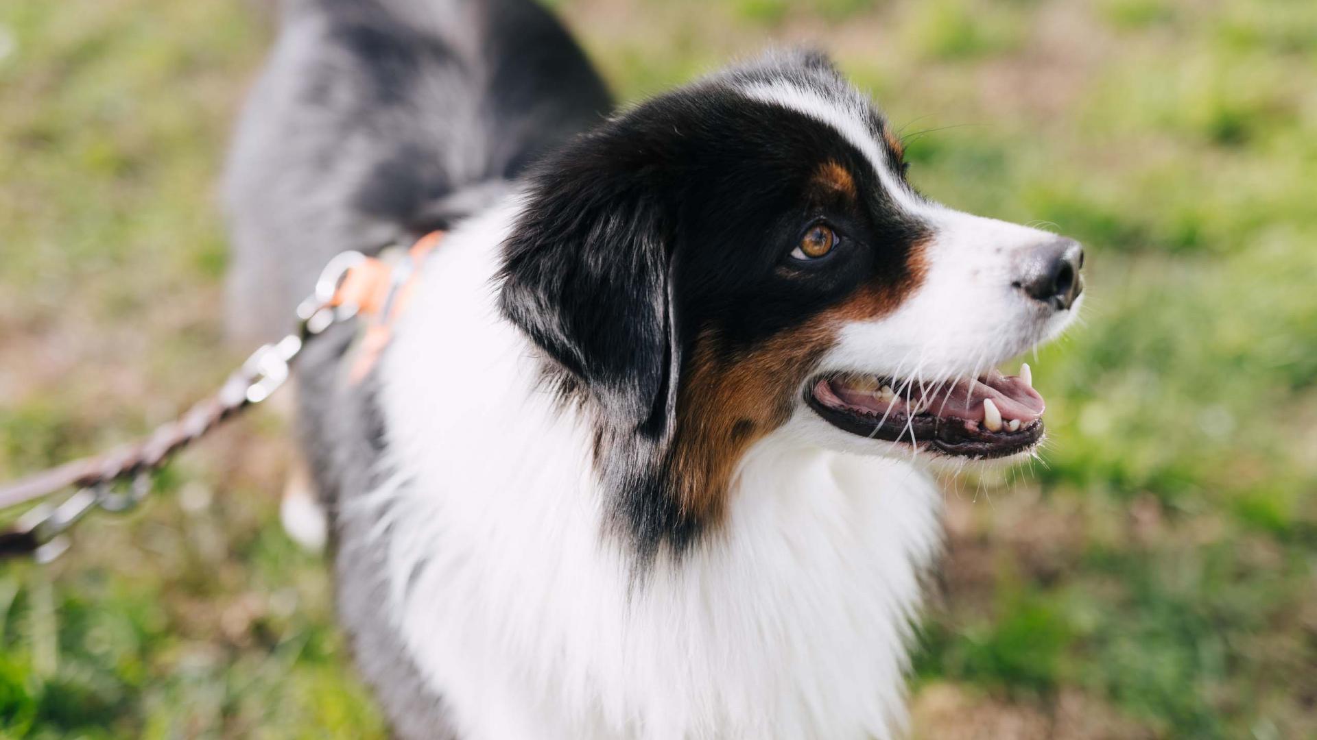 Hundeplauschwoche mit Sybille Aschwanden