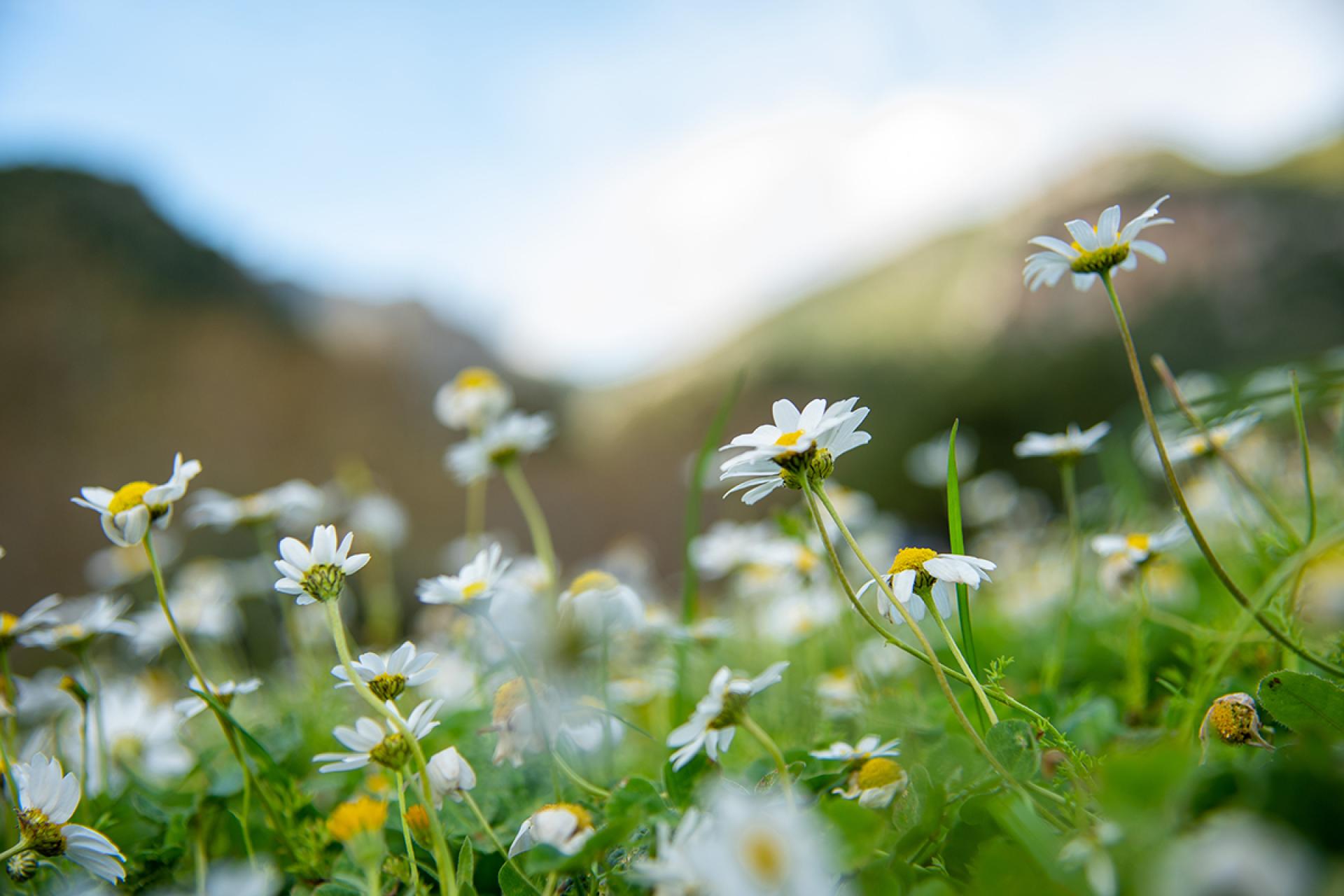 Hotel Monika in natürlicher Umgebung mit Bergen im Hintergrund