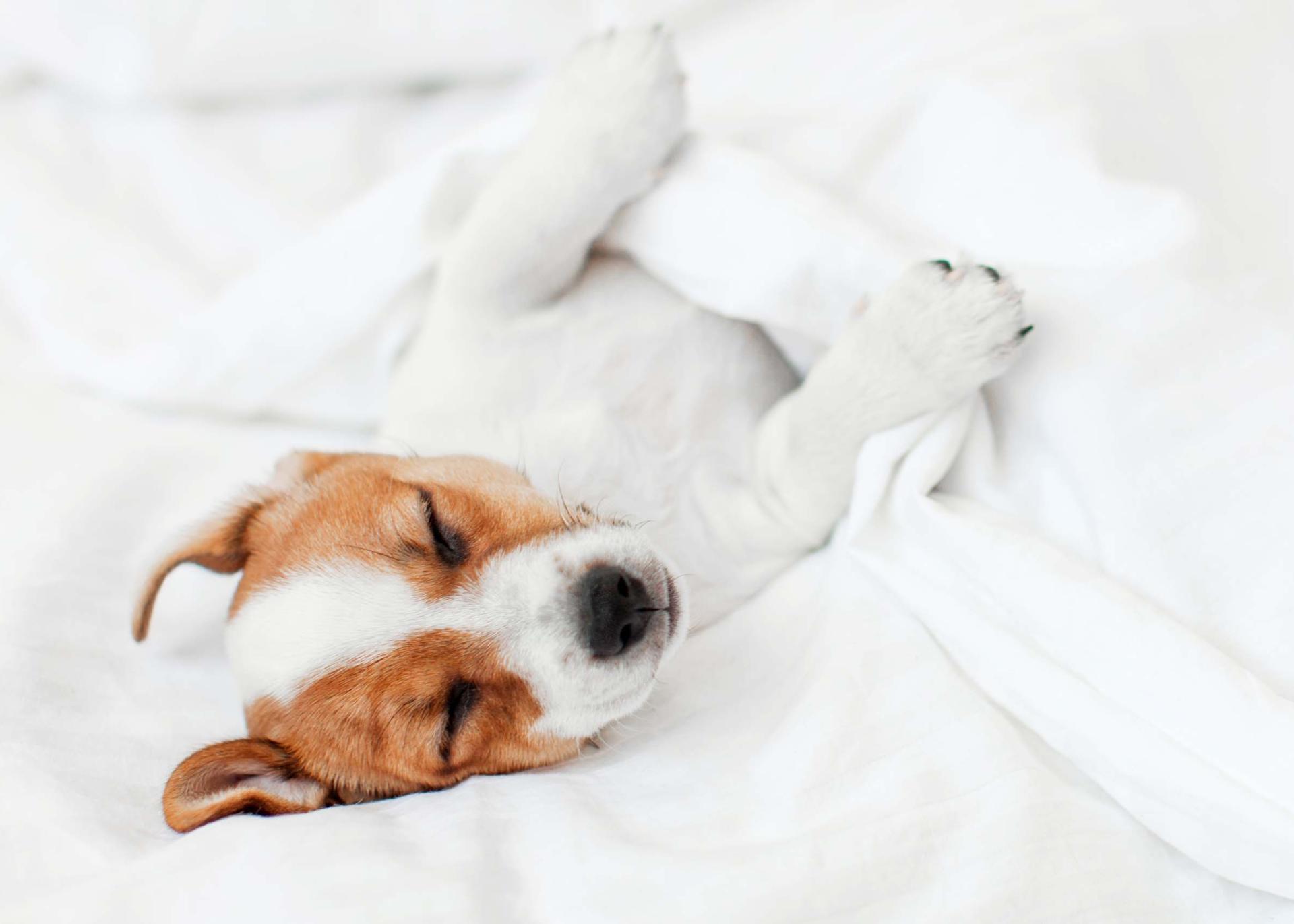 Special Paw Week at Monika