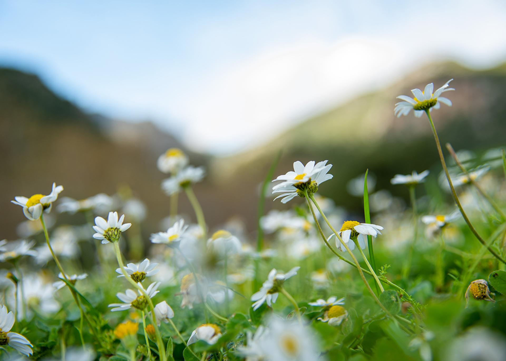 Hotel Monika set in a natural environment with mountains in the background