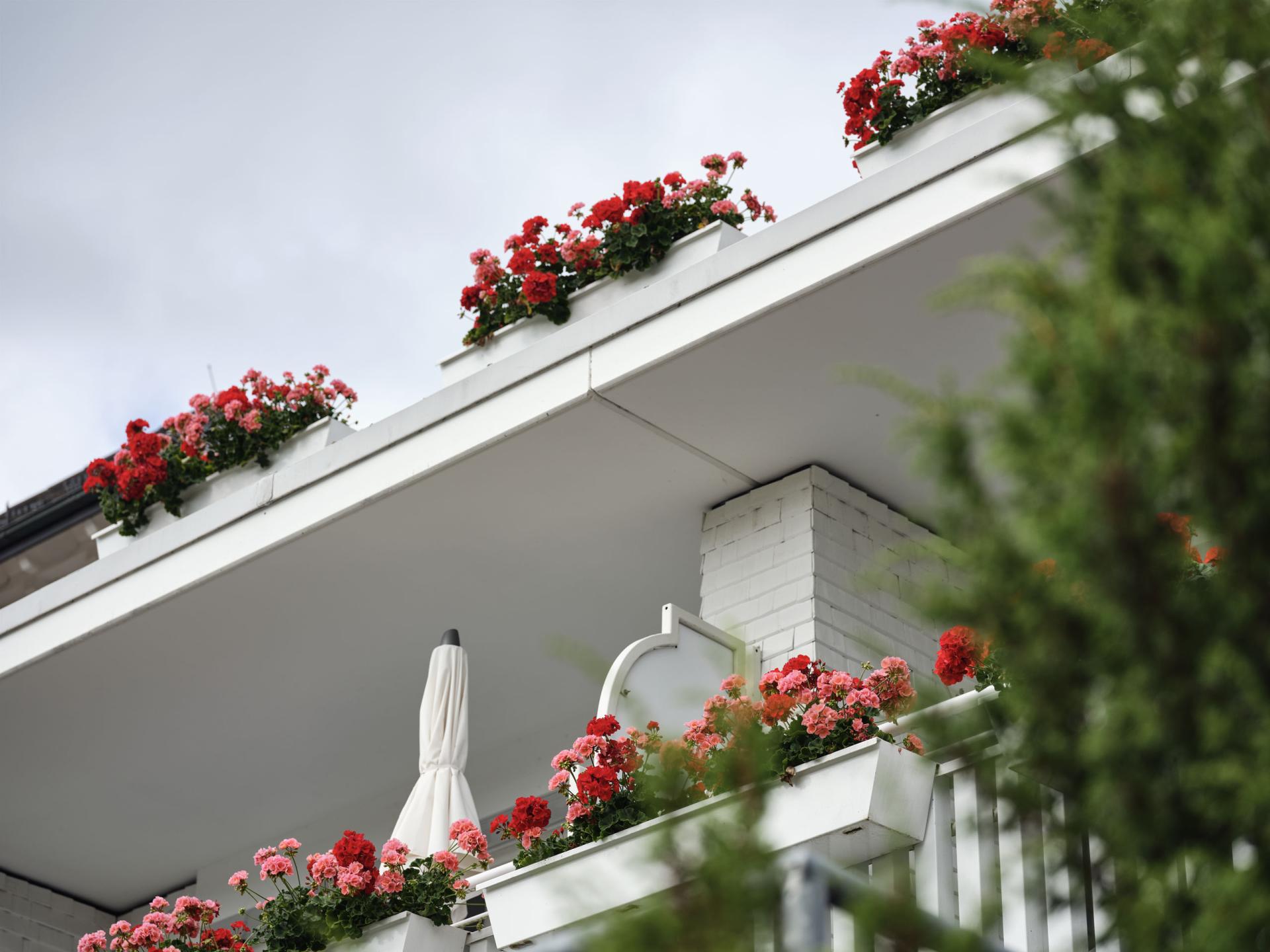 Blumen auf Balkonen am Hotel Reppert, Blick nach oben
