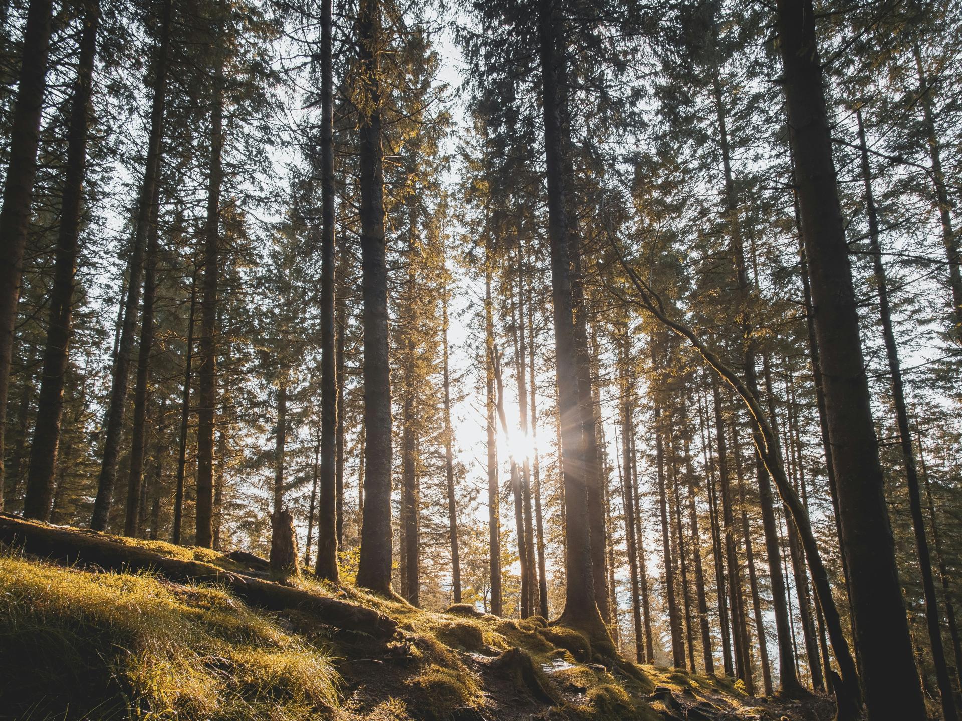 Sonnenlicht zwischen hohen Bäumen im Wald – Hotel Reppert