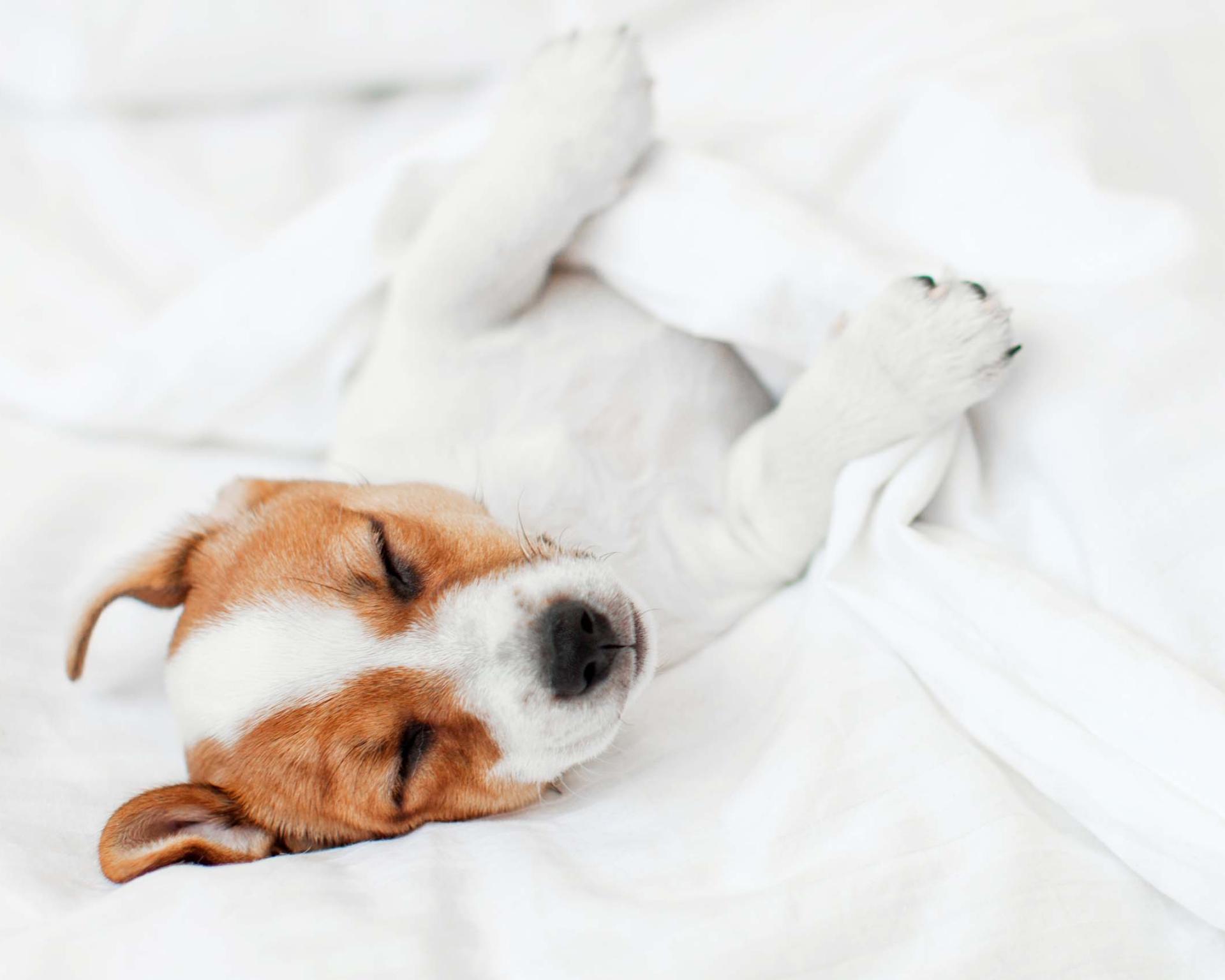 Pfotenzeit im Monika - Verwöhnwoche für Mensch & Tier