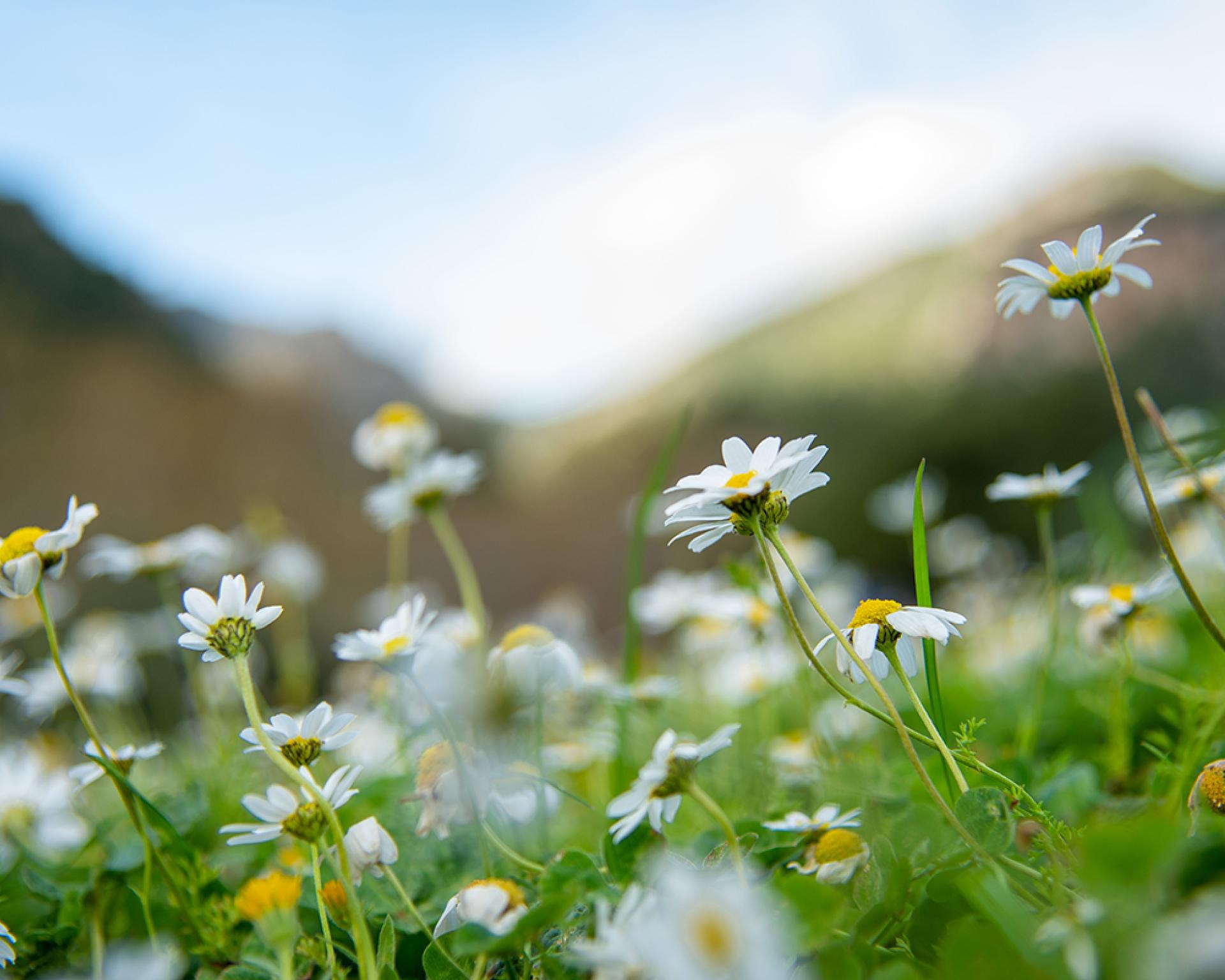 Hotel Monika set in a natural environment with mountains in the background