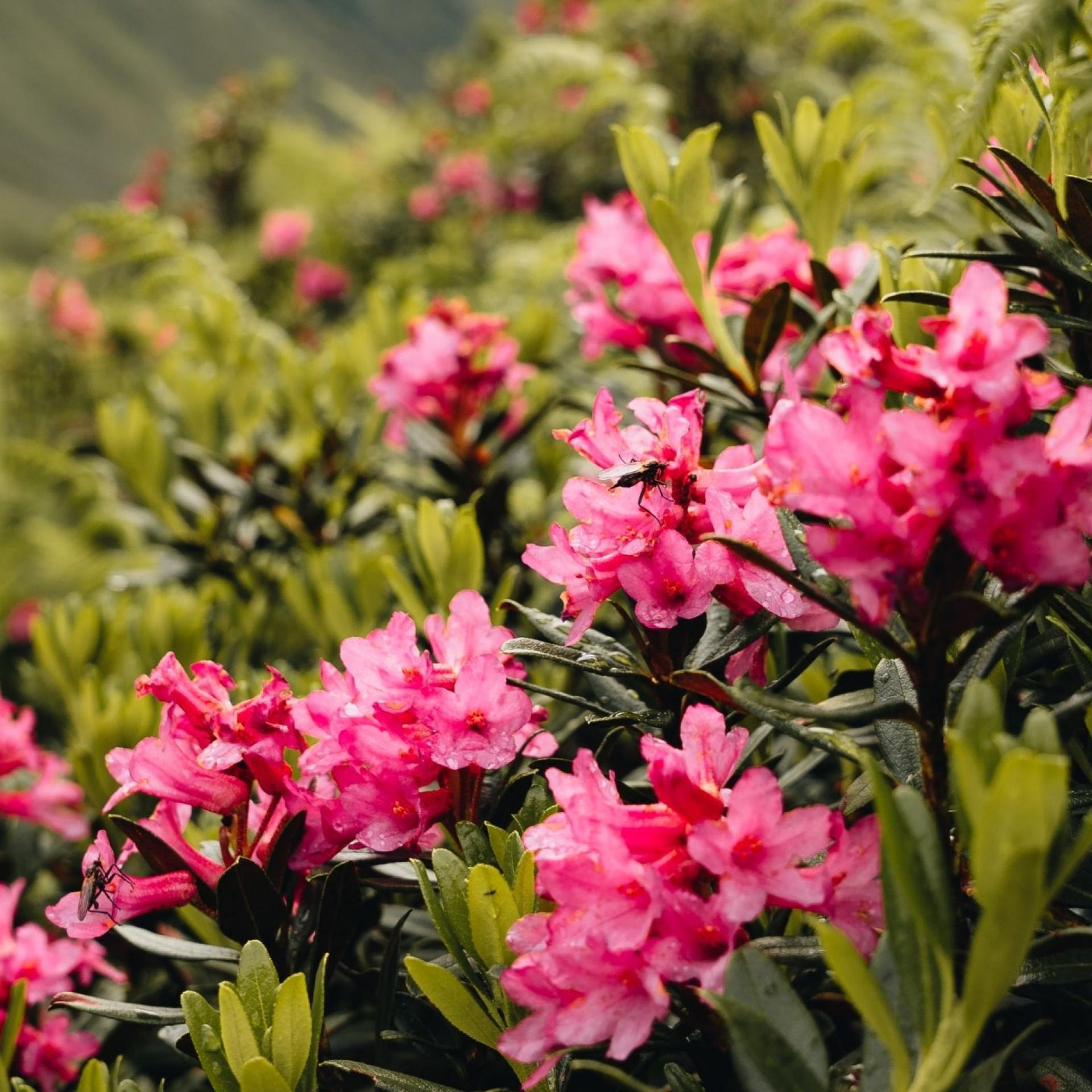 Almrosenblüte im Nationalpark Hohe Tauern in der Nähe vom Seebachsee 