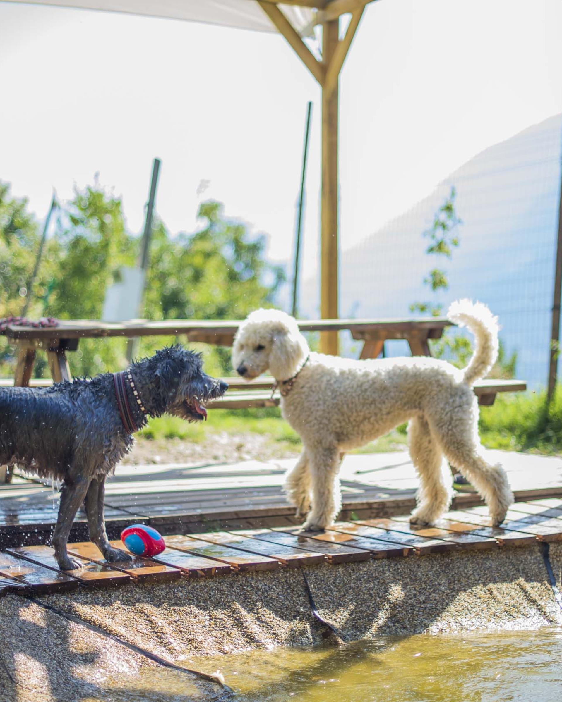 Hundepauschalwoche mit Sybille Aschwanden