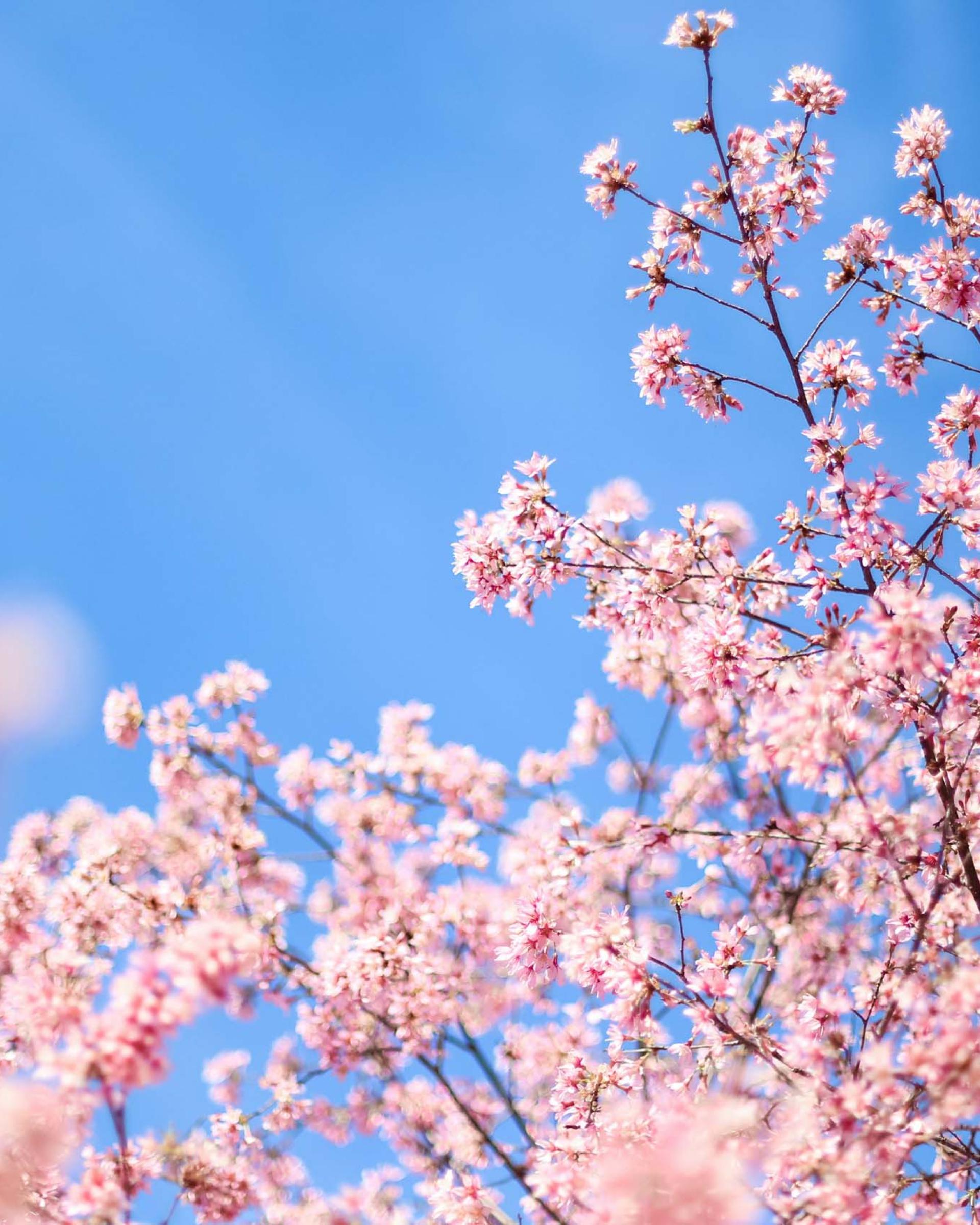 BLOSSOM TIME – Tessin in seiner schönsten Form
