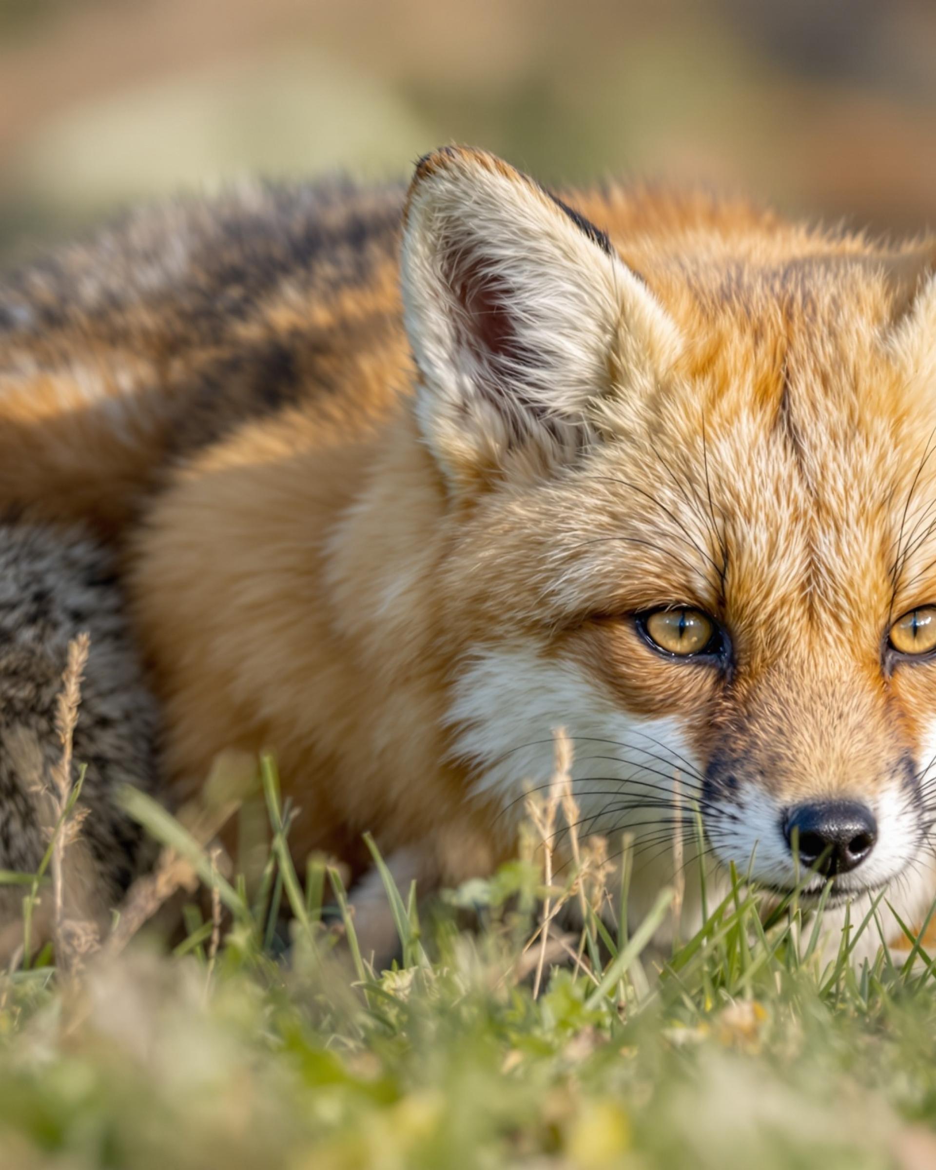 Fuchs im Gras vor Hotel Bayerischer Hof