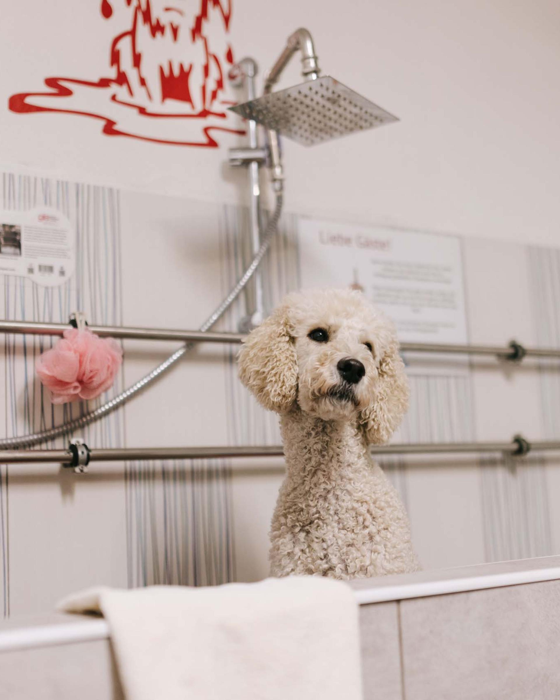 Groom your dog mit Gordon Groomerschule und Petra Schmieder