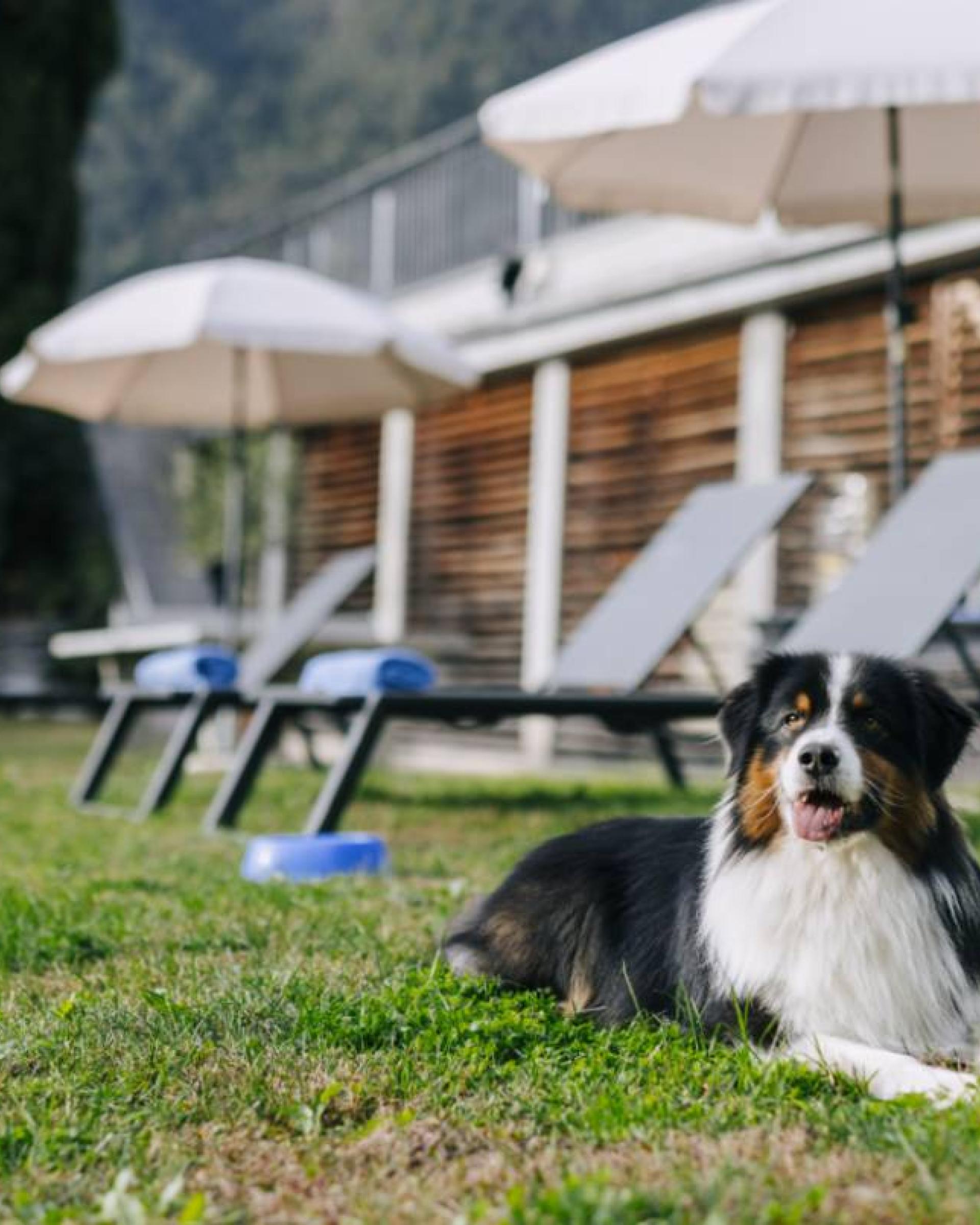 Juli-Special: Ihr Hund urlaubt kostenlos!