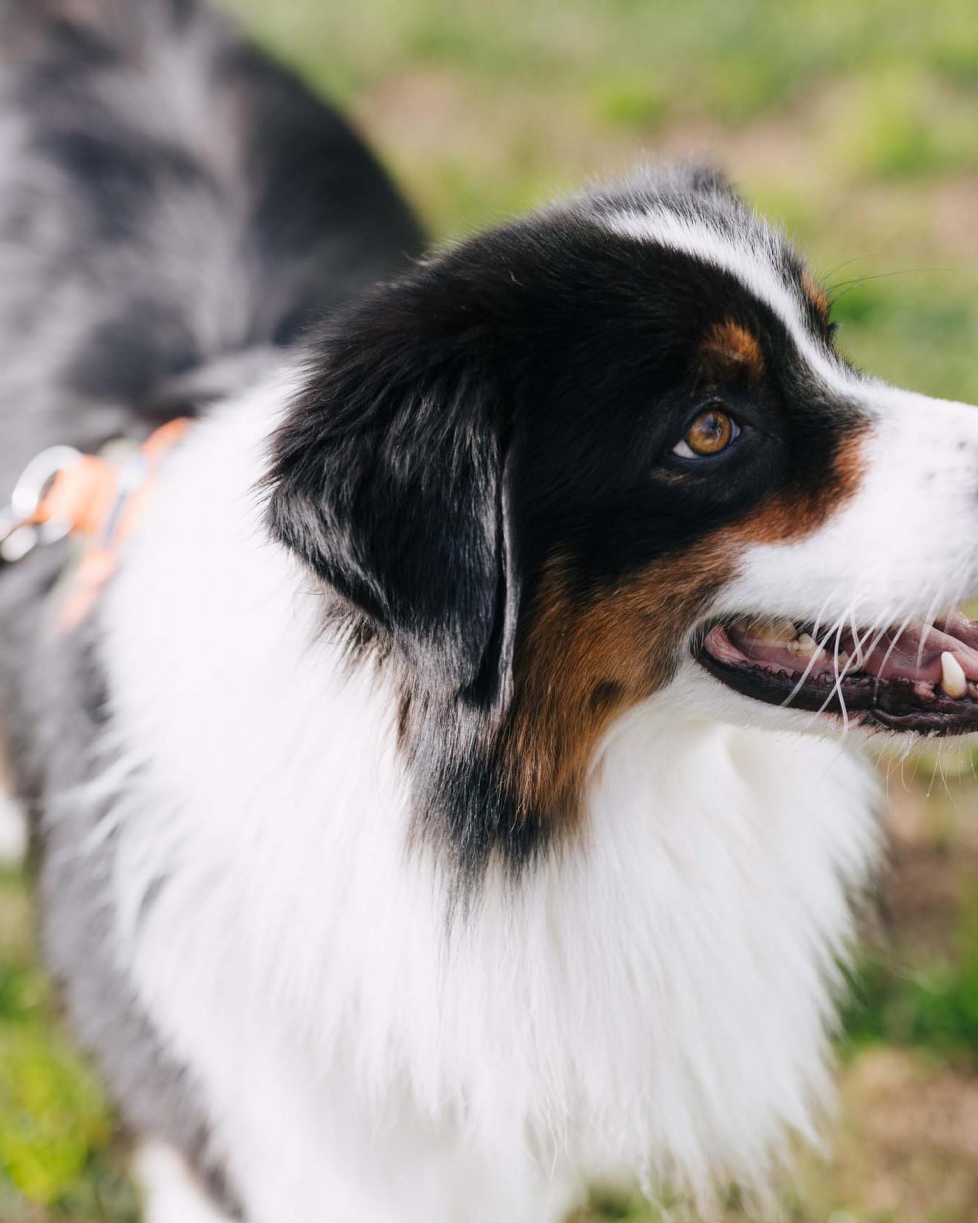 Hundeplauschwoche mit Sybille Aschwanden