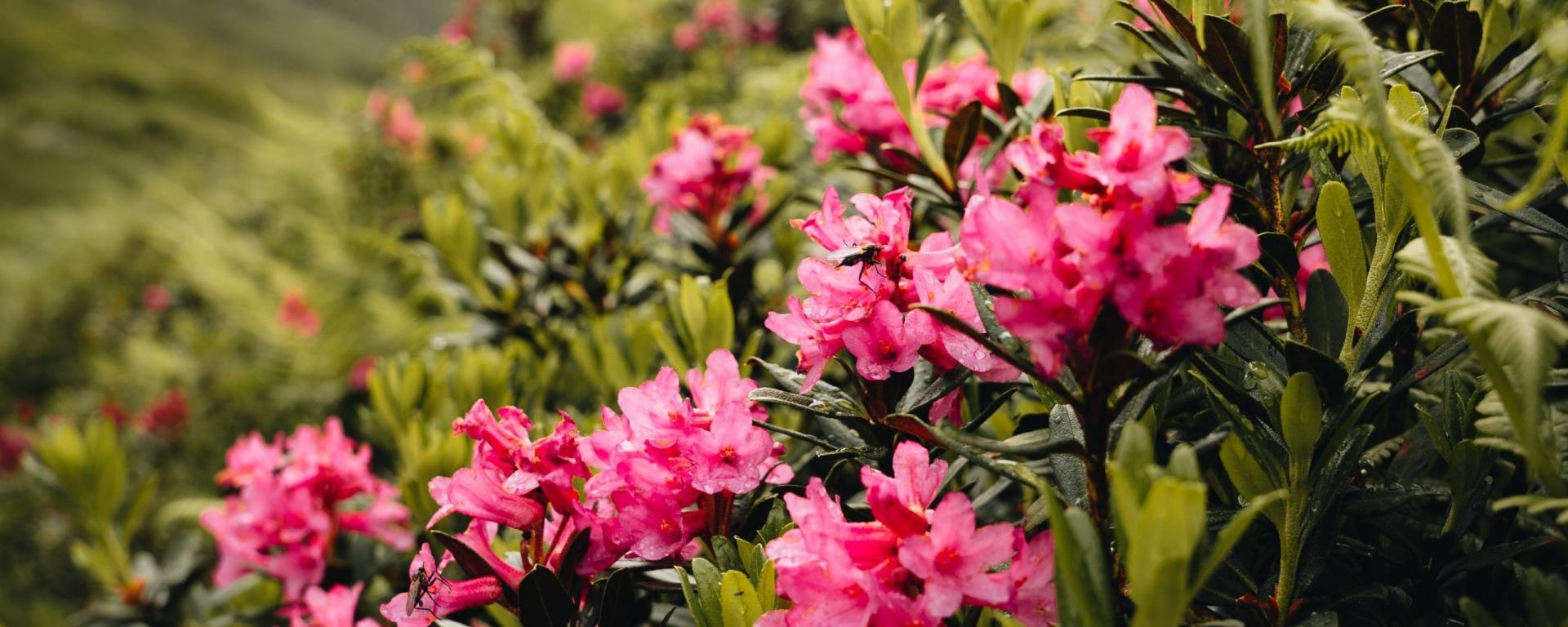Almrosenblüte im Nationalpark Hohe Tauern in der Nähe vom Seebachsee 