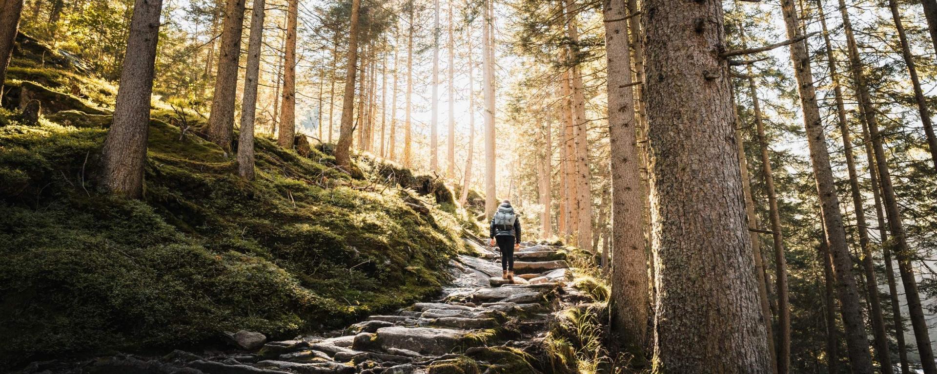 Wanderer auf sonnigem Waldweg nahe Hotel Gassner **** Superior