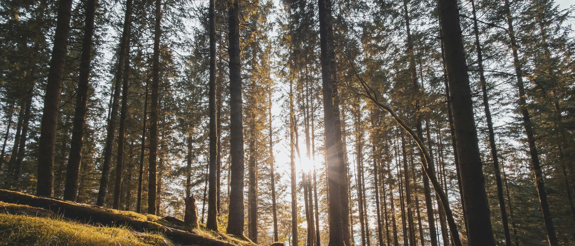 Sonnenlicht zwischen hohen Bäumen im Wald – Hotel Reppert