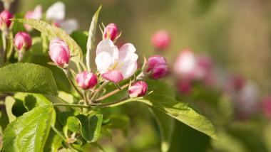 Blütenfest 1. Mai -10%