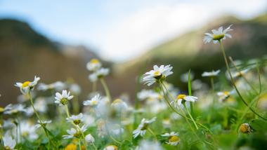 Hotel Monika in natürlicher Umgebung mit Bergen im Hintergrund