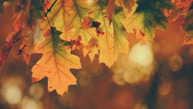 Goldener Herbst 5=4