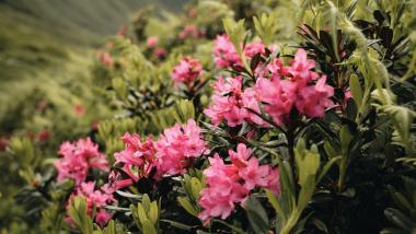 Almrosenblüte im Nationalpark Hohe Tauern in der Nähe vom Seebachsee 