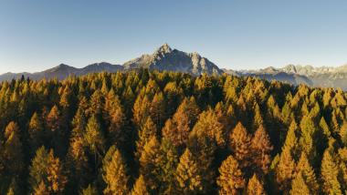 Herbstlicher Wald mit Bergen im Hintergrund bei Forster's Naturresort