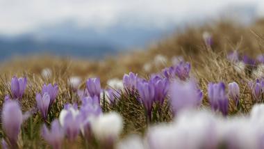 Der Dolomitenhof ***S Frühlingsblumen auf Bergwiese im Hintergrund Berge