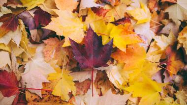 Herbstspecial 