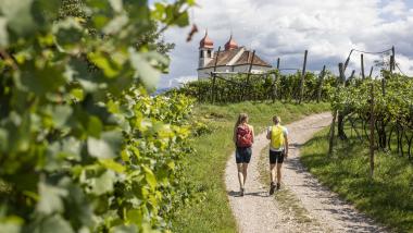 Frühsommer zwischen Weinbergen