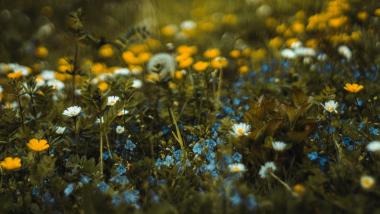 Kurz mal Frühling - 4 Nächte