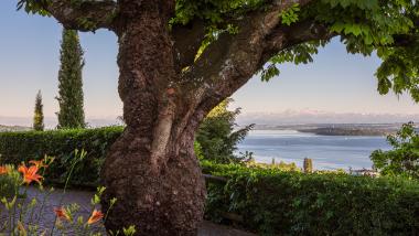 Großer Baum mit Blick auf Bodensee im Parkhotel St. Leonhard Überlingen