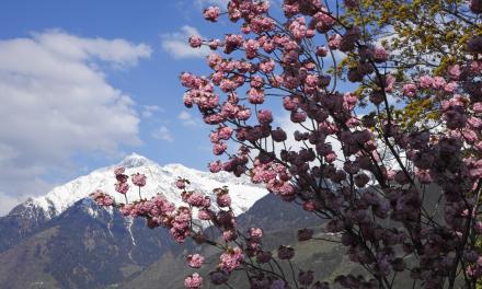 pacchetto risveglio primaverile