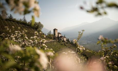Settimana della fioritura dei meli