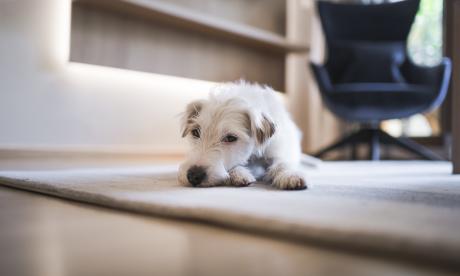 Luxus Urlaub mit Hund