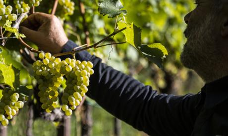 Goldener Herbst in Südtirol mit traditionellem Törggelen