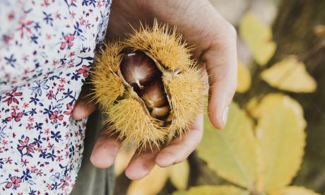 chestnut week