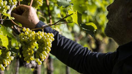 Goldener Herbst in Südtirol mit traditionellem Törggelen