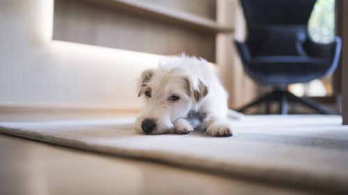 Vacanze di lusso con cane