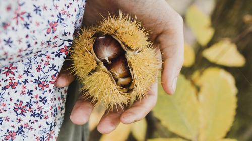 chestnut week