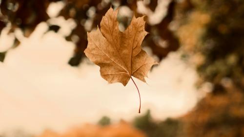4=3 Goldener Herbst 