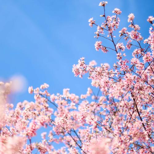 BLOSSOM TIME – Tessin in seiner schönsten Form
