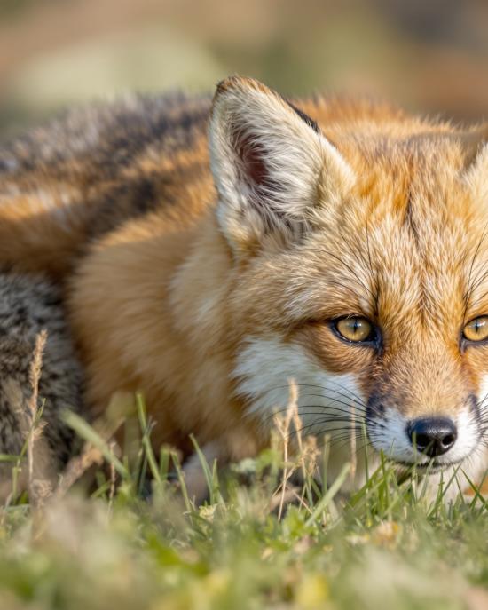 Fuchs im Gras vor Hotel Bayerischer Hof