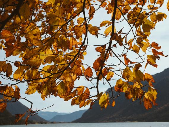 Herbst am Gardasee