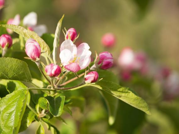 Blütenfest 1. Mai -10%